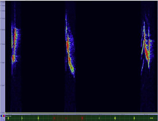 bird sonogram