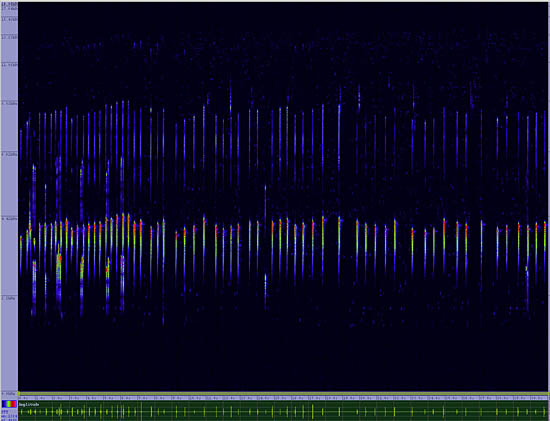 bird sonogram