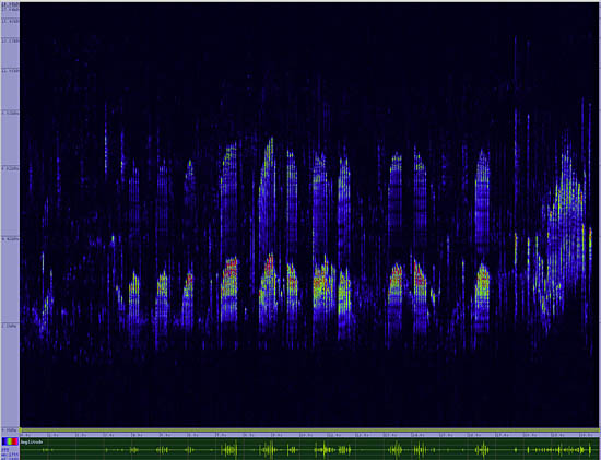 bird sonogram