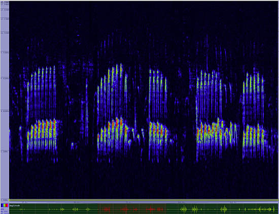 bird sonogram