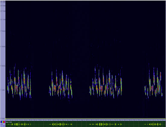 bird sonogram