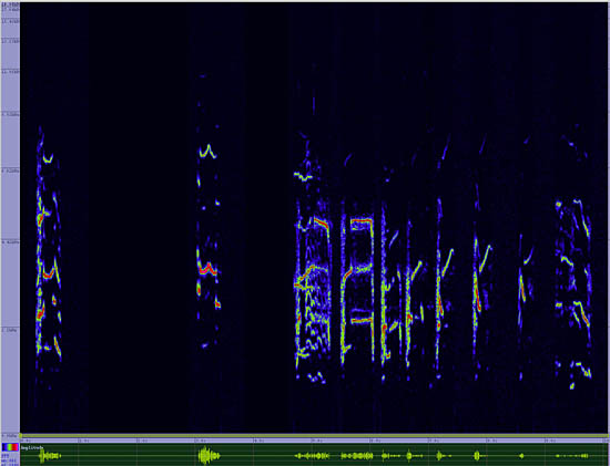 bird sonogram