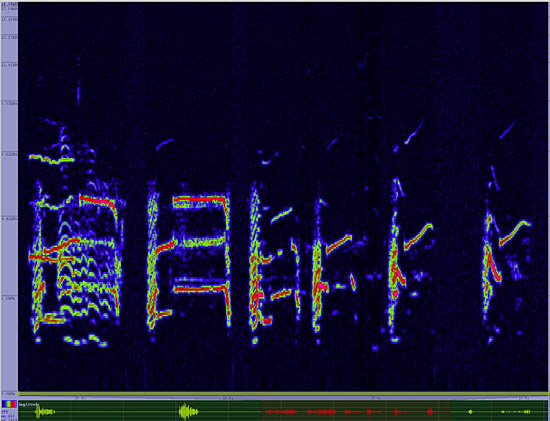 bird sonogram