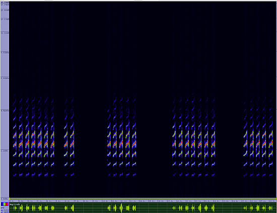 bird sonogram