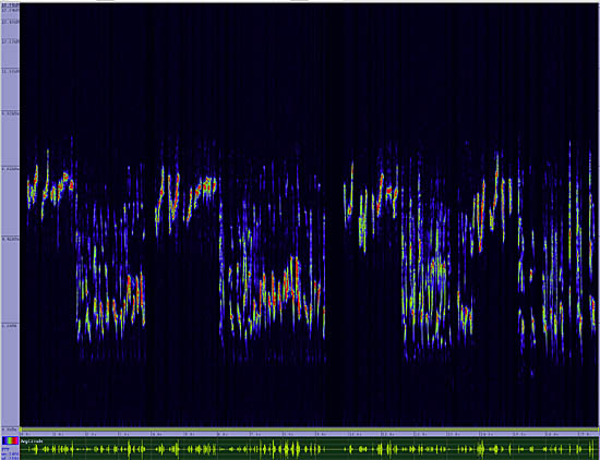 bird sonogram