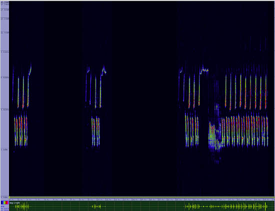 bird sonogram