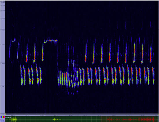 bird sonogram