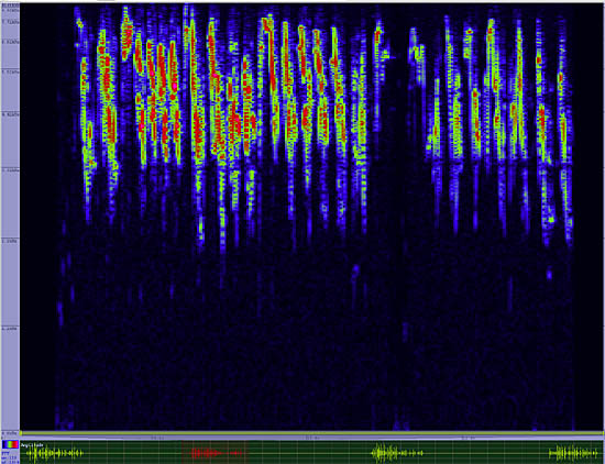 bird sonogram