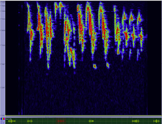 bird sonogram