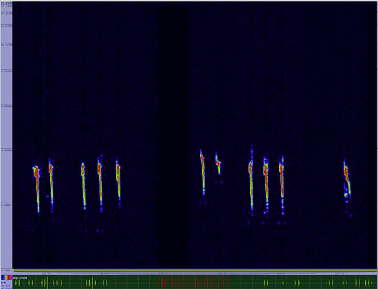 bird sonogram