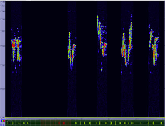 bird sonogram