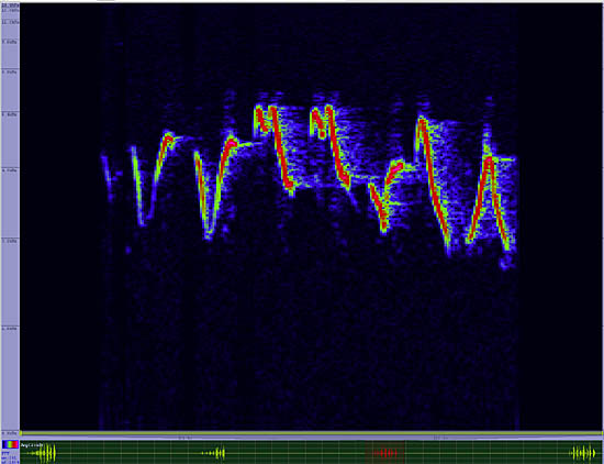 bird sonogram