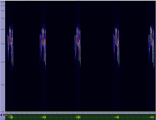 bird sonogram