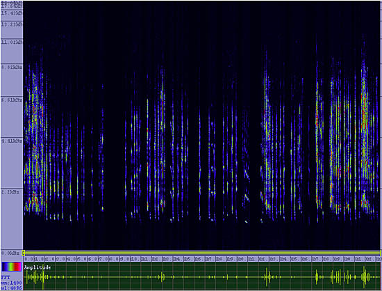 bird sonogram