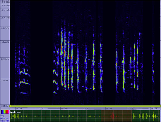 bird sonogram