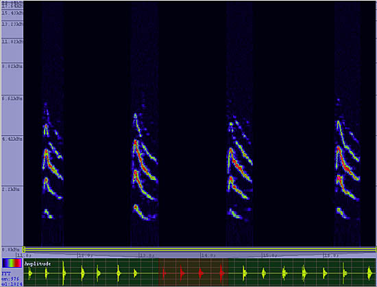 bird sonogram