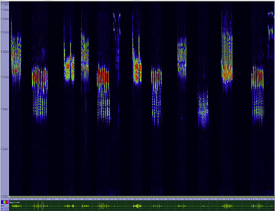 bird sonogram