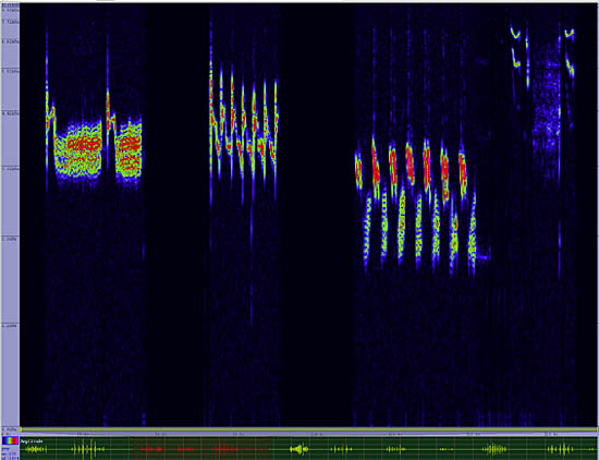 bird sonogram