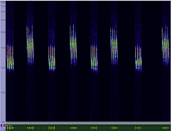 bird sonogram