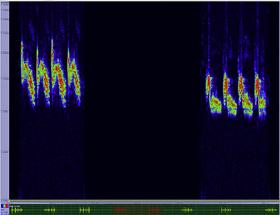 bird sonogram