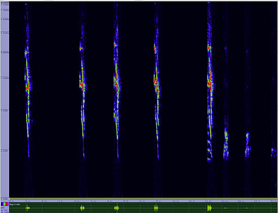 bird sonogram