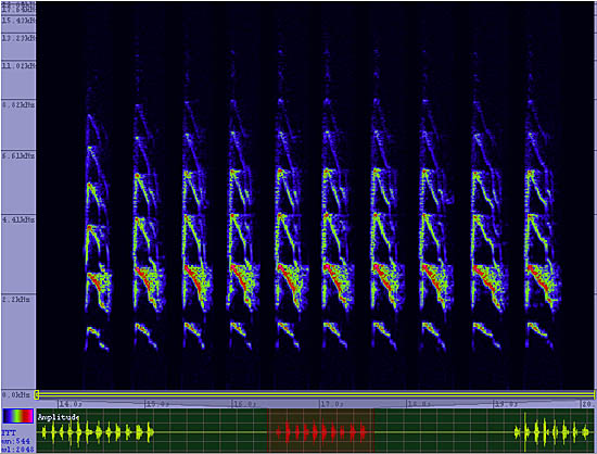 bird sonogram