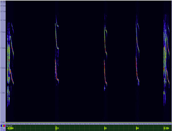 bird sonogram