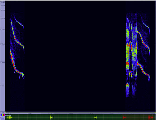 bird sonogram