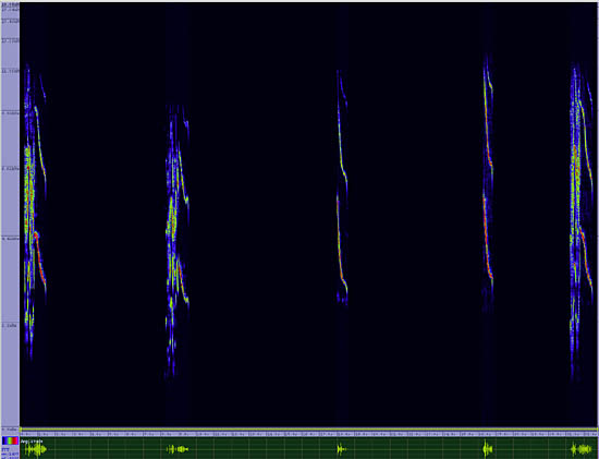 bird sonogram