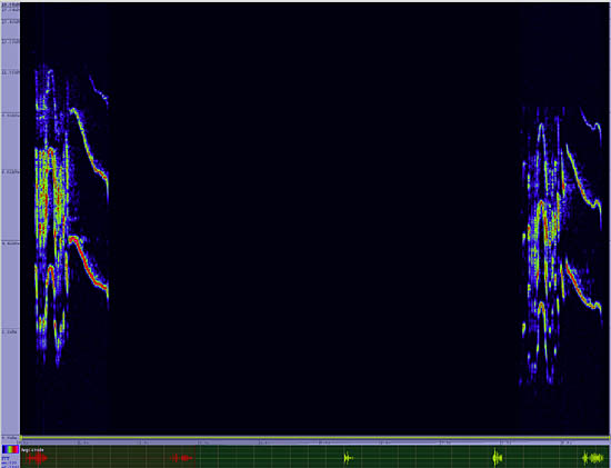 bird sonogram