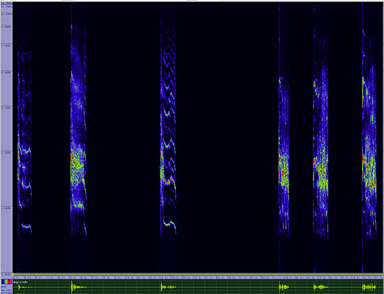 bird sonogram