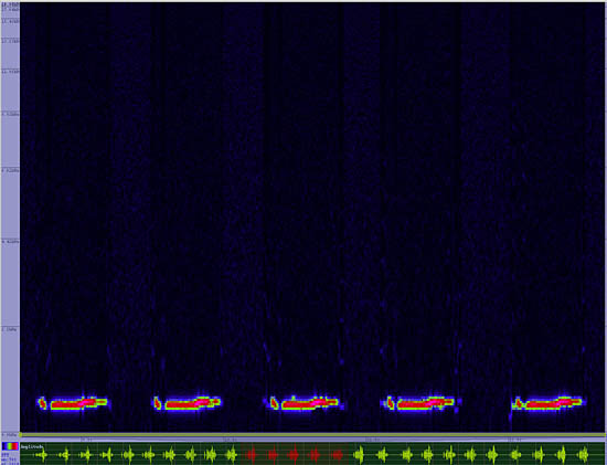 bird sonogram