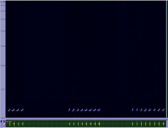 bird sonogram