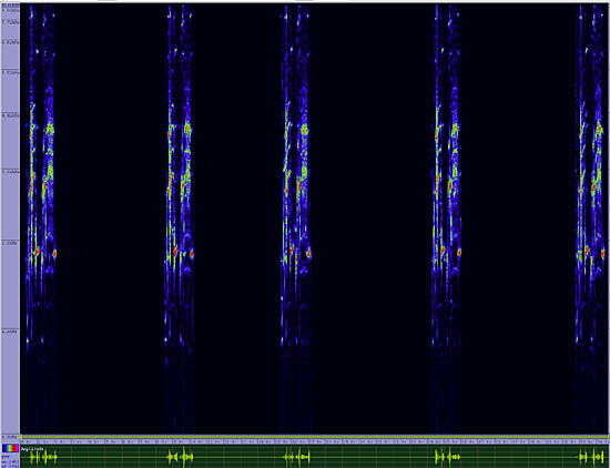 bird sonogram