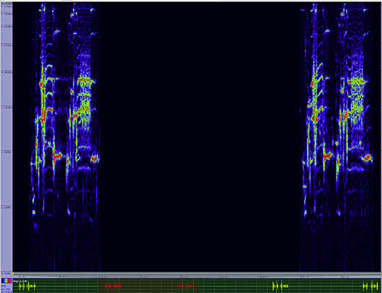 bird sonogram