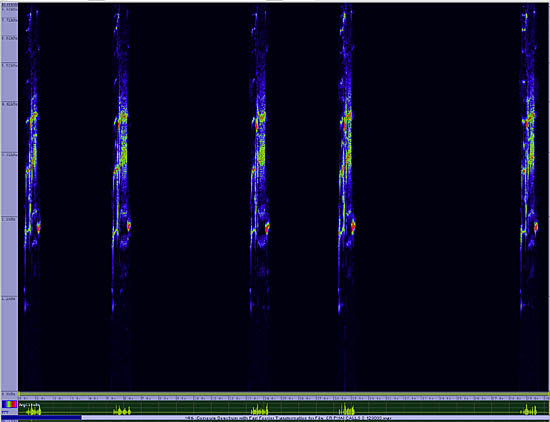 bird sonogram