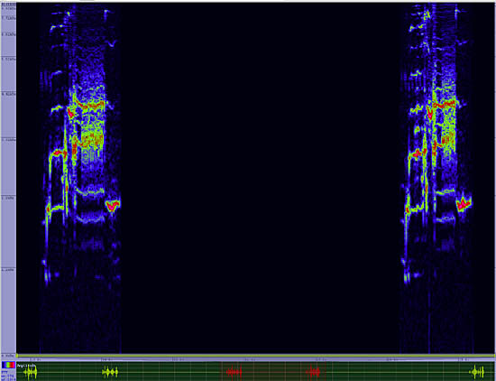 bird sonogram