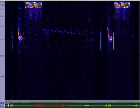 bird sonogram