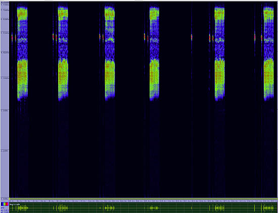 bird sonogram