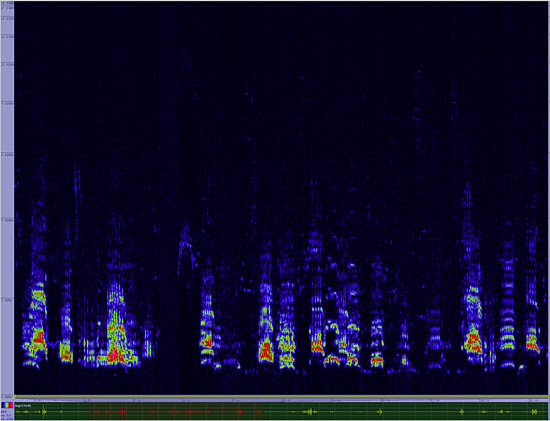 bird sonogram