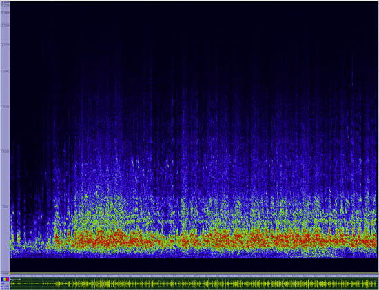 bird sonogram