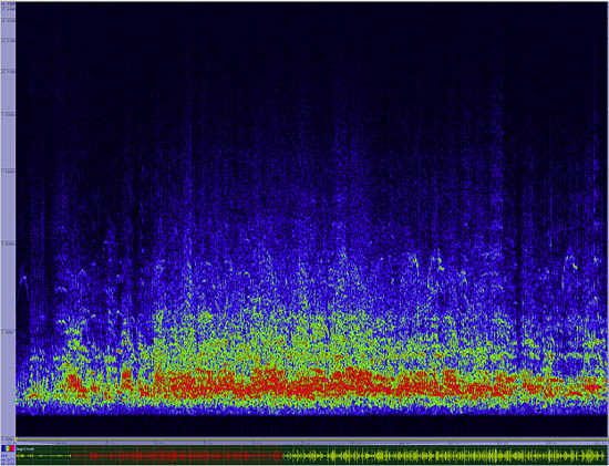 bird sonogram