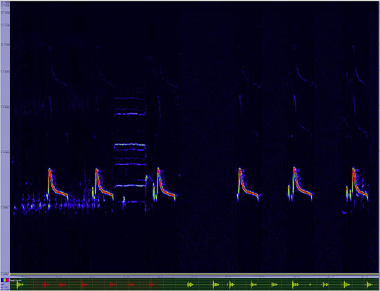 bird sonogram