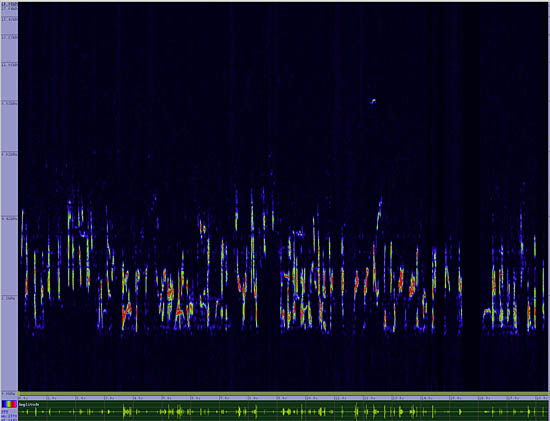 bird sonogram