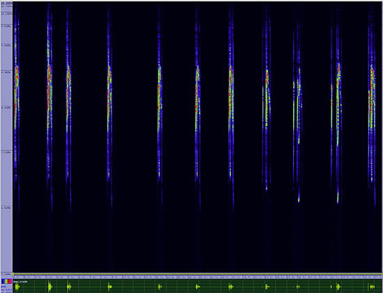 bird sonogram