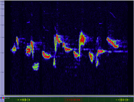 bird sonogram