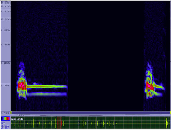 bird sonogram