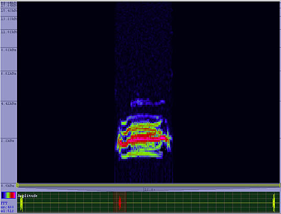 bird sonogram