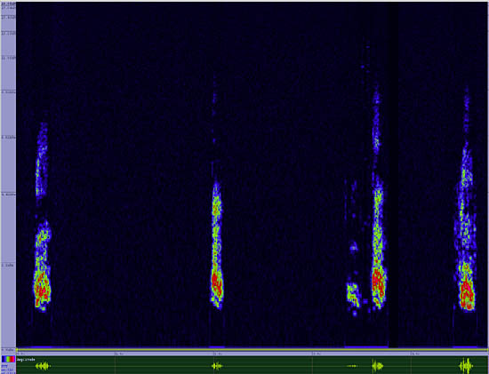 bird sonogram