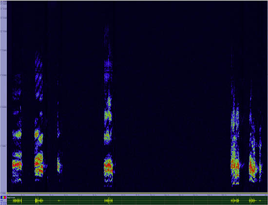 bird sonogram